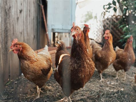 Mengenal Jenis-jenis Ayam Petelur serta Berapa Hasil Produksinya