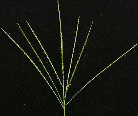 Smooth Crabgrass | Weed identification guide for Ontario crops | ontario.ca