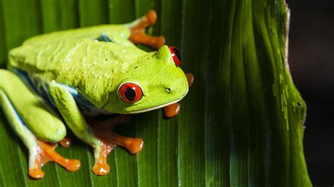 Download Frog Eye Animal Red-eyed Tree Frog 4k Ultra HD Wallpaper