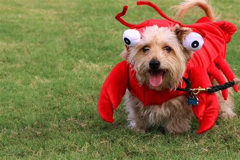 How to Train Your Dog to Catch Lobster | Wag!