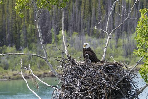 Bald Eagle Nesting - Stock Image - F031/9218 - Science Photo Library