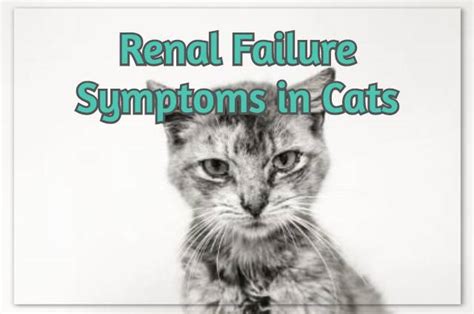 Renal Failure Symptoms in Cats – A Quick Guide | Devoted to Animals