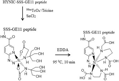 Proposed chemical structure of 99mTc-EDDA/tricine-HYNIC-(Ser)3-GE11 peptide | Download ...