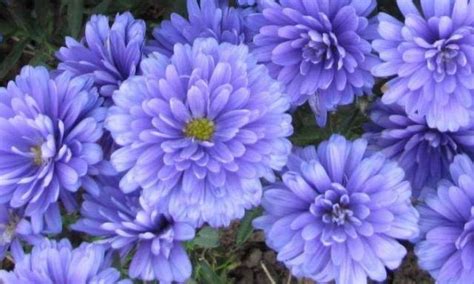 Asters: varieties with photos and names – Healthy Food Near Me