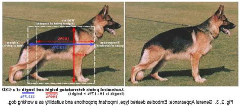 German Shepherd Breed Standard | PETSIDI