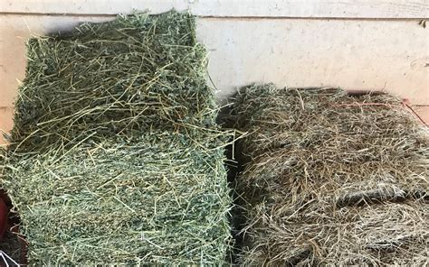 Differences Between Timothy, Bermuda Grass & Alfalfa Hay