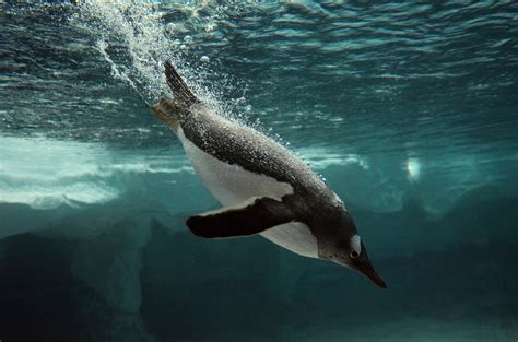 How Do Penguin Wings Reach High Speeds Underwater? | Discover Magazine