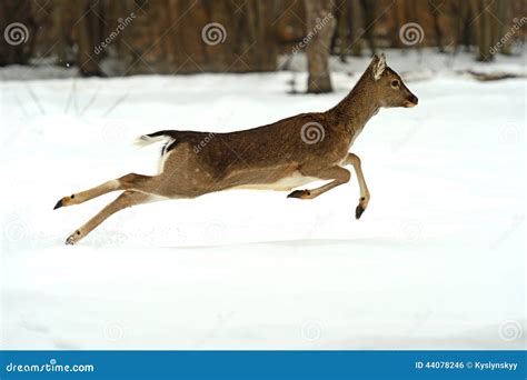 Deer stock photo. Image of life, wild, artiodactyls, nature - 44078246