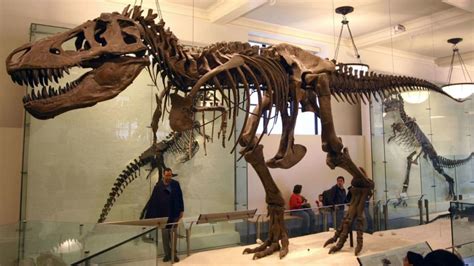 T. Rex at the American Museum of Natural History | Mental Floss | Flipboard