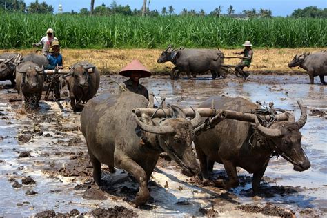 Inspirasi 39+ Kerbau Membajak Sawah