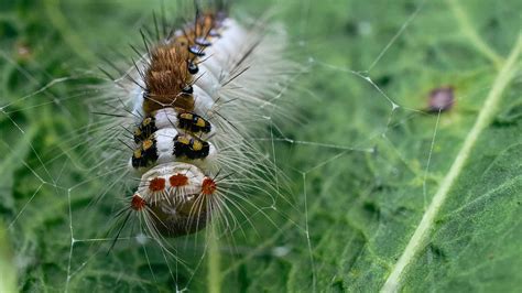 Tussock Moth Caterpillar Pictures - AZ Animals