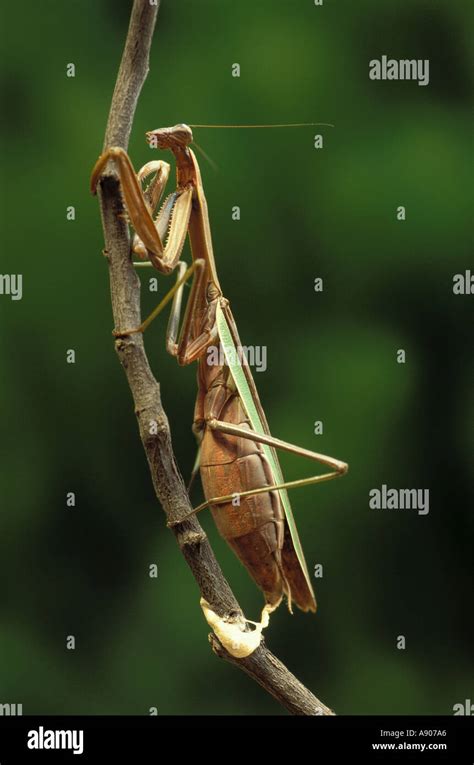 Female Praying Mantis Laying Egg casing Stock Photo - Alamy