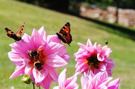 The 10 Best Flowers for Bees and Butterflies - SWF Bees