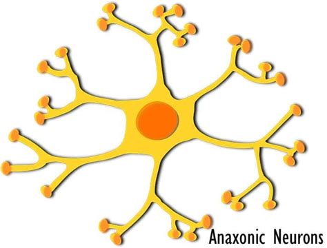 Types of Nerve Cells | Types of Neurons | Cells of the Nervous System