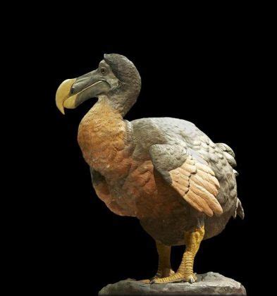 Dodo Bird Facts | Top 10 Interesting Facts about Dodo Bird