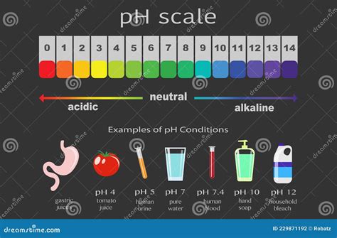 Scale of Ph Value for Acid and Alkaline Solutions, Infographic Acid ...