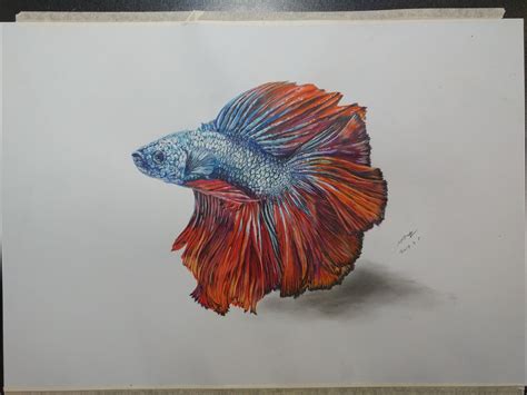 Betta Fish Drawing/ watercolor, coloured pencil/ A3 : r/Art