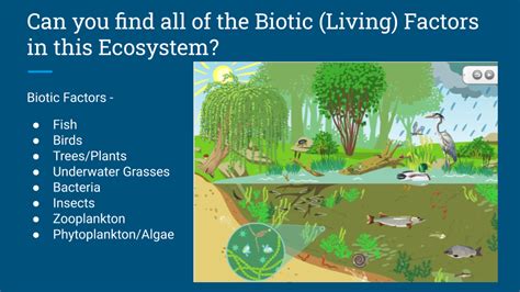 Abiotic vs. Biotic Factors in an Ecosystem | James River Association