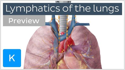 Lymphatics of the lungs: lymph nodes and vessels (preview) - Human Anatomy | Kenhub - YouTube