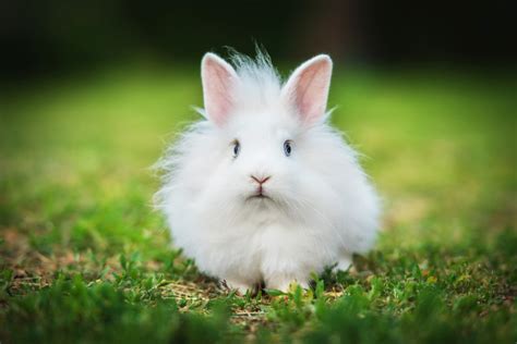 S'occuper d'un lapin nain : conseils et astuces | Magazine zooplus