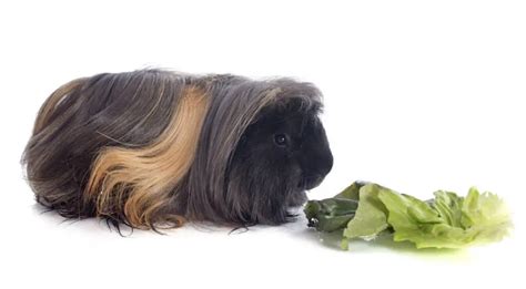 Peruvian Guinea Pig | Keeping Peruvian Pet Guinea Pigs | Hutch and Cage