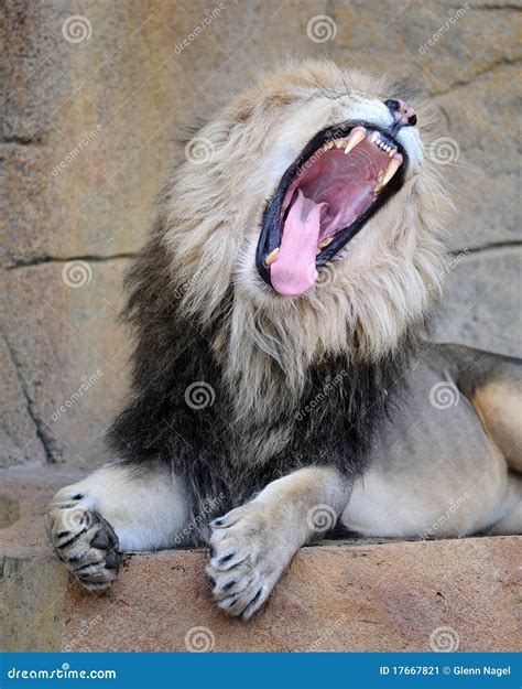 Roaring African Lion Stock Image - Image: 17667821