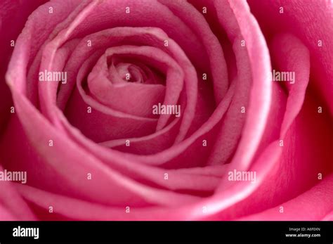 Pink Rose Close Up Stock Photo - Alamy