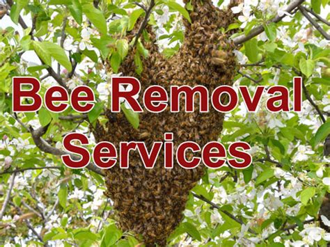 Bee Removal Services | Murray Pest Control, LLC