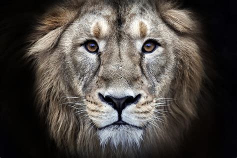 Lion Face Wallpapers - Wallpaper Cave