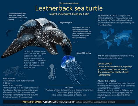 Leatherback Turtle: Facts, Habitat, Migration | Roundglass | Sustain