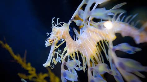 Seadragon breeding, conservation efforts highlighted in new Birch ...