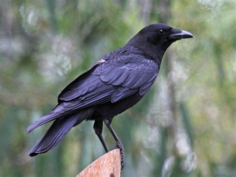 File:American Crow SanDiego RWD.jpg - Wikimedia Commons