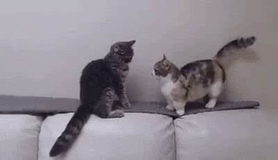 Cat Fight GIF - Find & Share on GIPHY