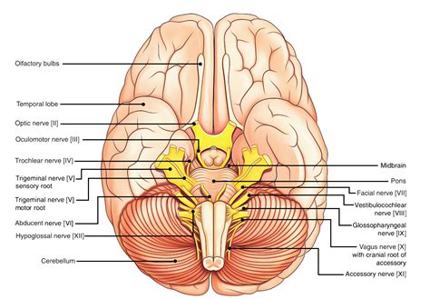 The 12 Pairs of Cranial Nerves – Earth's Lab