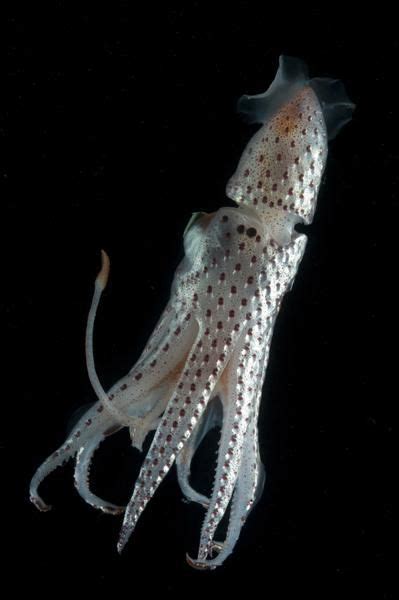 The beautiful Jewel Squid, Histioteuthis bonnellii, can be found swimming above the Mid-Atlantic ...