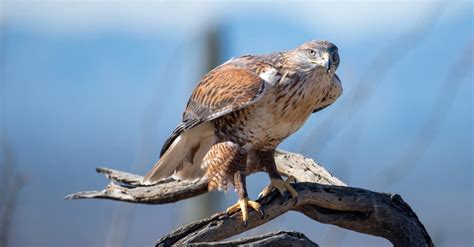 Ferruginous Hawk Bird Facts | Buteo regalis | AZ Animals