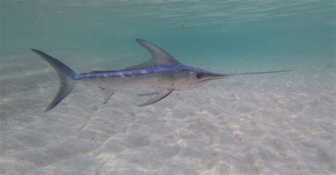 Discover The Largest Swordfish Ever Caught in Louisiana - A-Z Animals