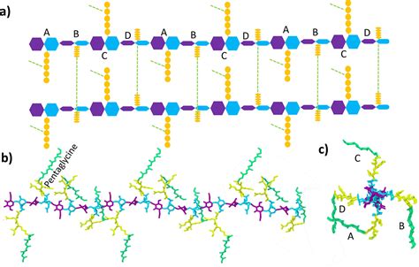 Peptidoglycan Structure And Architecture