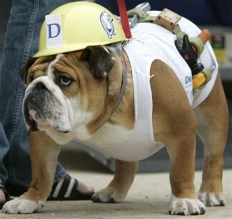 Halloween Costumes for Dogs: Tips on How to Measure for Size and Safety - PetHelpful