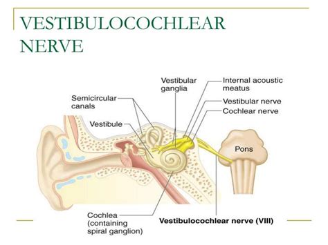 PPT - VESTIBULOCOCHLEAR NERVE PowerPoint Presentation, free download - ID:818642