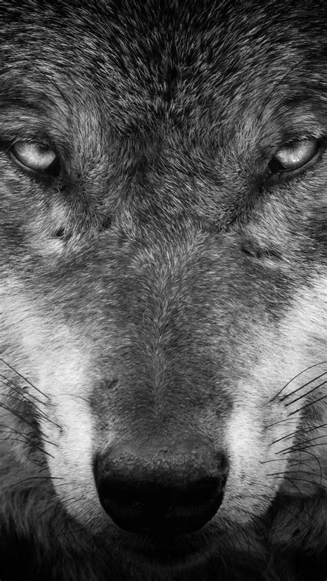 Wolf Black and White Wallpapers - Top Free Wolf Black and White ...