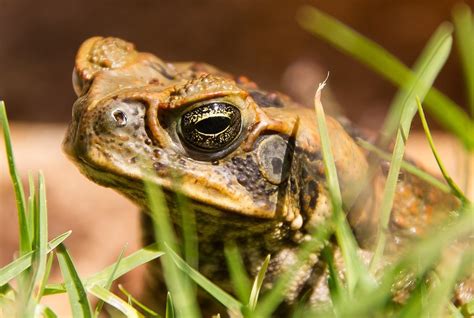 What is the best way to kill a cane toad? - The University of Sydney