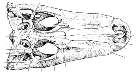 Crocodile Skull Anatomy