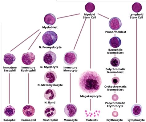 Myeloid Cells | Hematologia, Tecnologia médica, Parasitologia