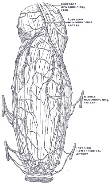 Arteries | Boundless Anatomy and Physiology