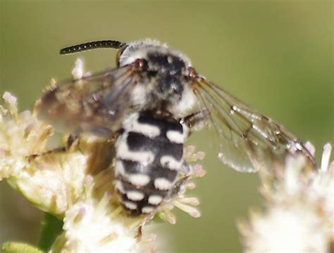 white striped bee - Brachymelecta californica - BugGuide.Net