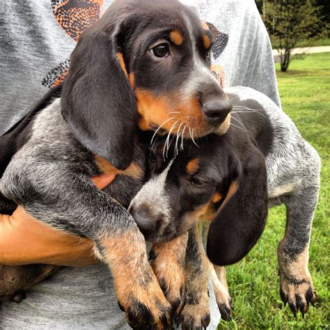 Pin on Bluetick Coonhound