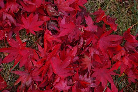 File:Japanese Maple Acer palmatum Ground Leaves 3008px.jpg - Wikipedia, the free encyclopedia