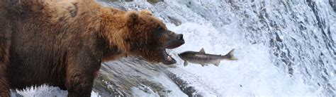 Katmai National Park & Preserve (U.S. National Park Service)