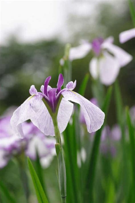 Japanese Iris Care – #1 Complete Guide